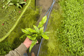 Crocodile Fern (Microsorum musifolium 'Crocodyllus') - 2 Live Plants in 4-Inch Pots