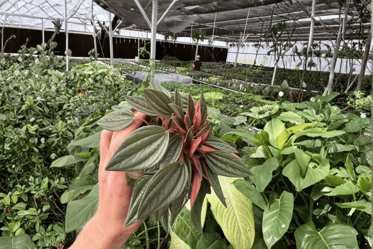 Peperomia Rosso (Peperomia caperata 'Rosso') - 2 Live Plants in 4-Inch Pots