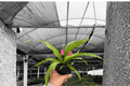 Bird’s Nest Crissie Fern (Asplenium 'Crissie') - 2 Live Plants in 4-Inch Pots