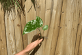 Alocasia Calidora Live Starter Plants (2) | Bare Root, 2-Inch Pots