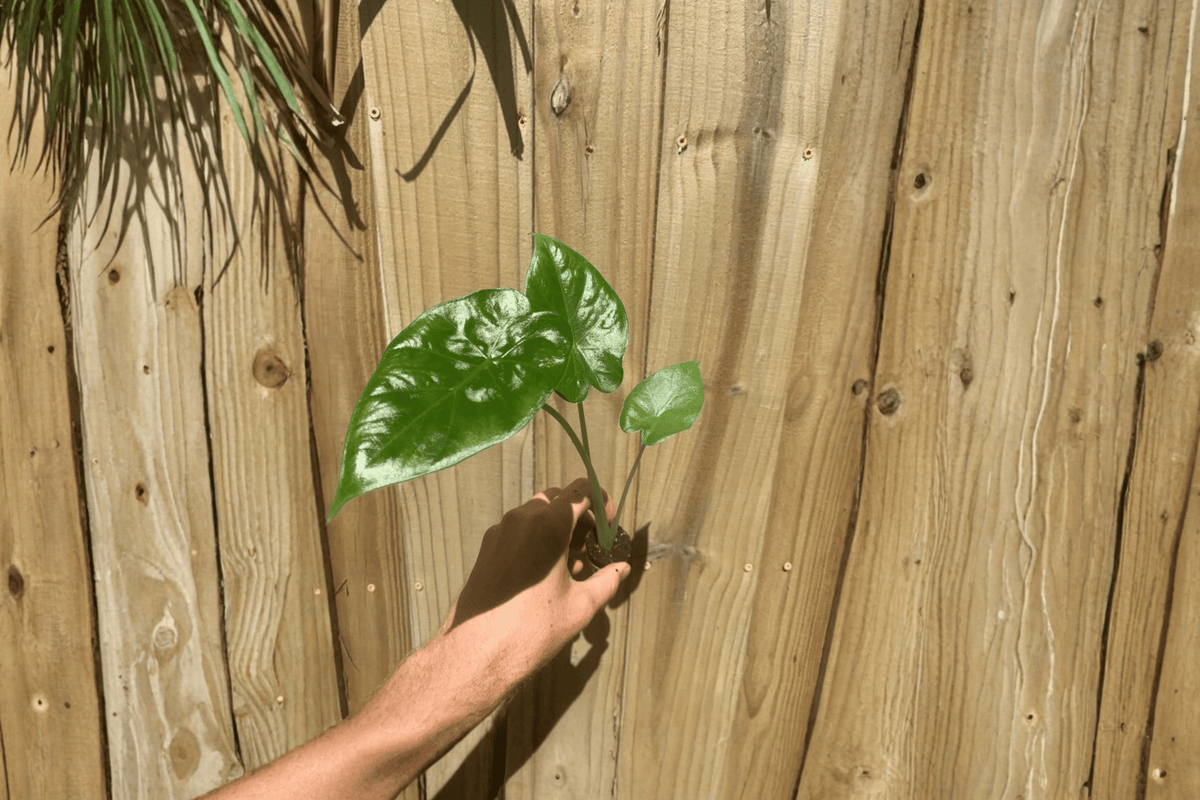 Alocasia Calidora Live Starter Plants (2) | Bare Root, 2-Inch Pots