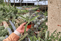 Variegated Pineapple Juicy Starter Plants (2) | Ananas comosus