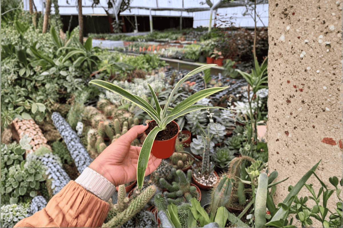 Variegated Pineapple Juicy Starter Plants (2) | Ananas comosus