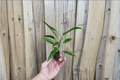 Philodendron Jungle Boogie (Tiger Tooth) | 2 Live Starter Plants, 2-Inch Pots