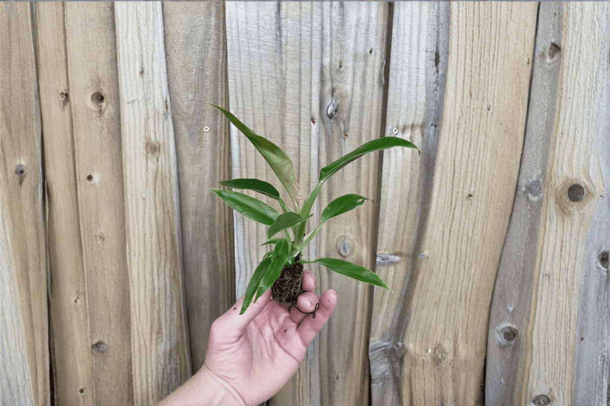 Philodendron Jungle Boogie (Tiger Tooth) | 2 Live Starter Plants, 2-Inch Pots