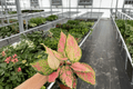 Aglaonema 'Red Valentine' - 2 Live Plants in 4-Inch Pots (Multiple Plants per Pot)