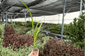 Agapanthus Storm Cloud - 2 Live Starter Plants Bare Root, Lily of the Nile