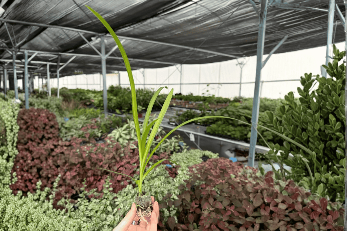 Agapanthus Storm Cloud - 2 Live Starter Plants Bare Root, Lily of the Nile