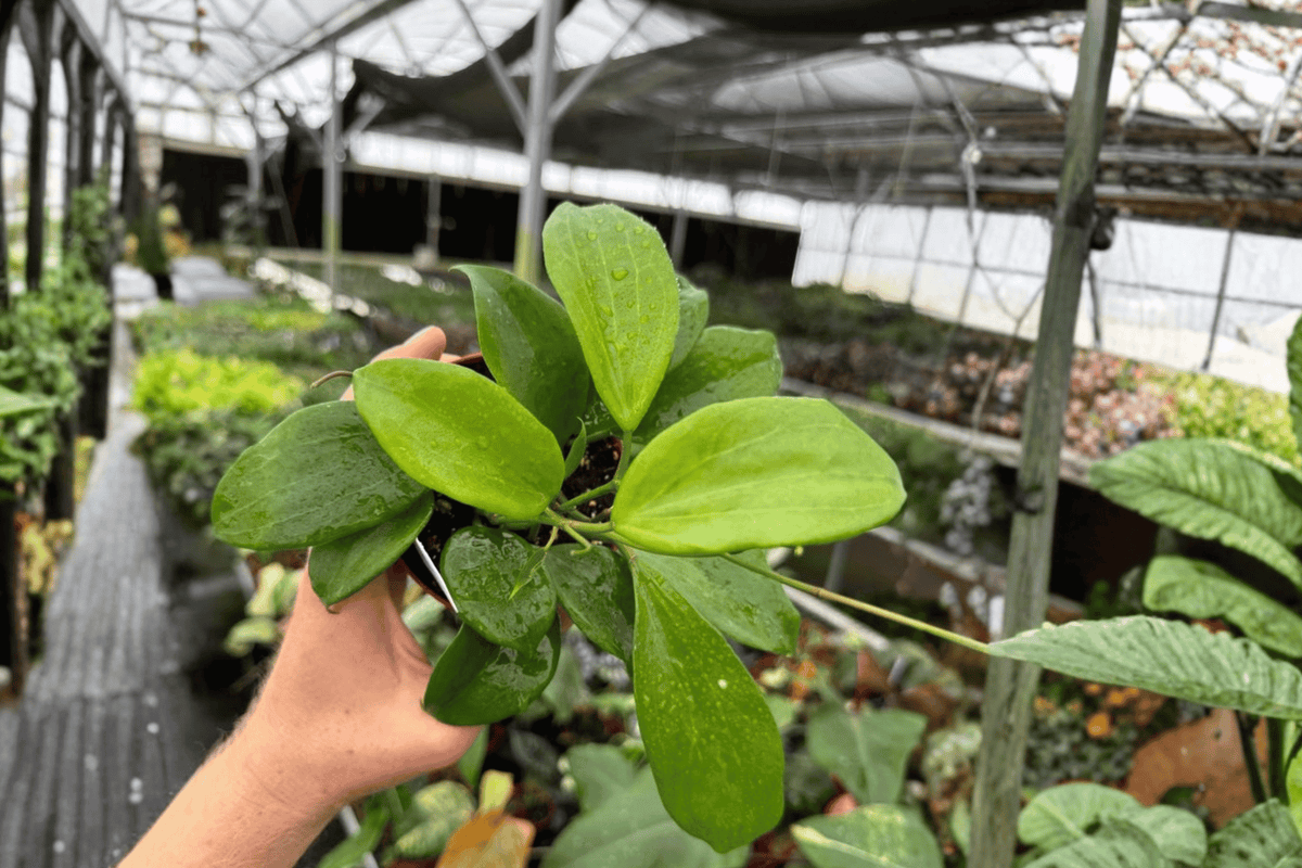 Hoya Quinquenervia - 2 Live Plants in 4-Inch Pots (Hoya quinquenervia)