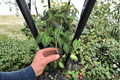 Colocasia esculenta 'Illustris' Starter Plants - 2 Bare Root Live Plants