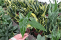 Alocasia Tigrina Superba Live Starter Plants - 2-Inch (2-Pack) Alocasia ‘Tigrina Superba’