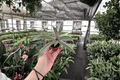 Tricolor Oyster Plant Tradescantia spathacea ‘Tricolor’ — 2 Live Starter Plants (2-Inch Pots)