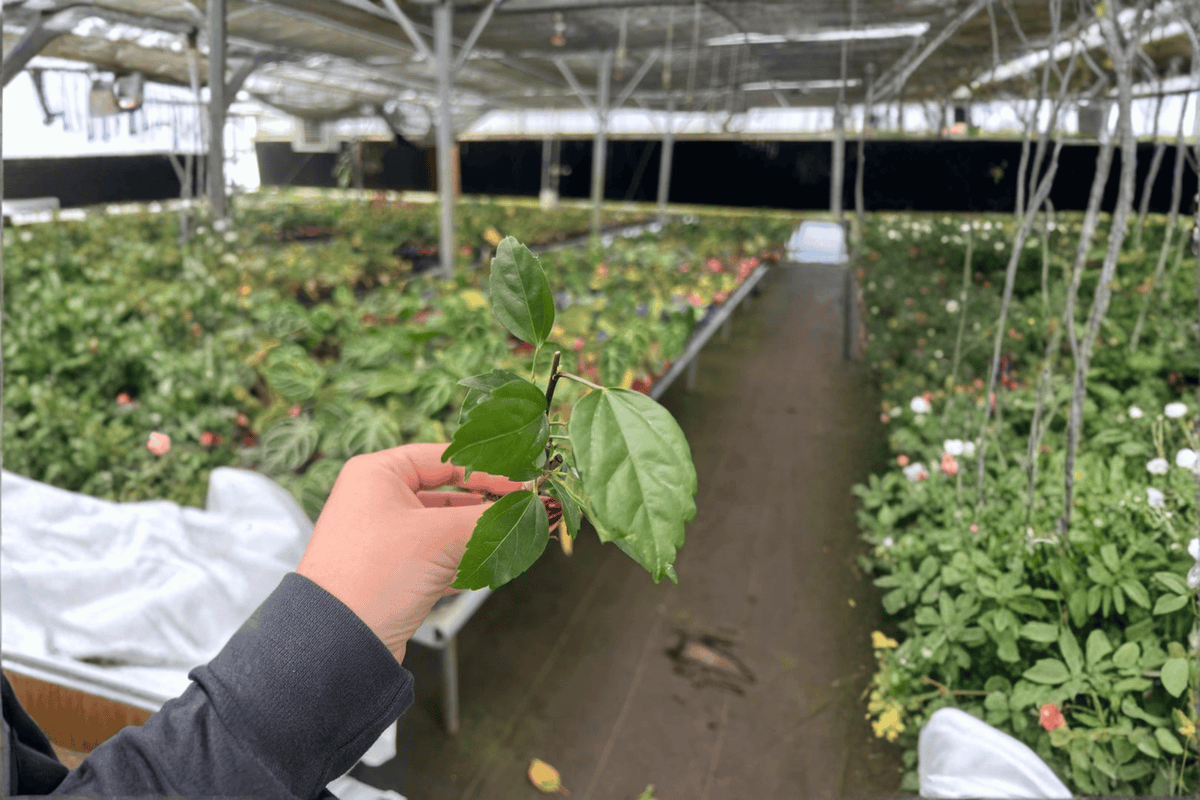 El Capitolio Red Hibiscus Starter Plants (2) | Hibiscus rosa-sinensis