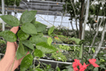 Hoya Black Margin - 2 Live Plants in 4-Inch Pots | Potted Vining Hoya