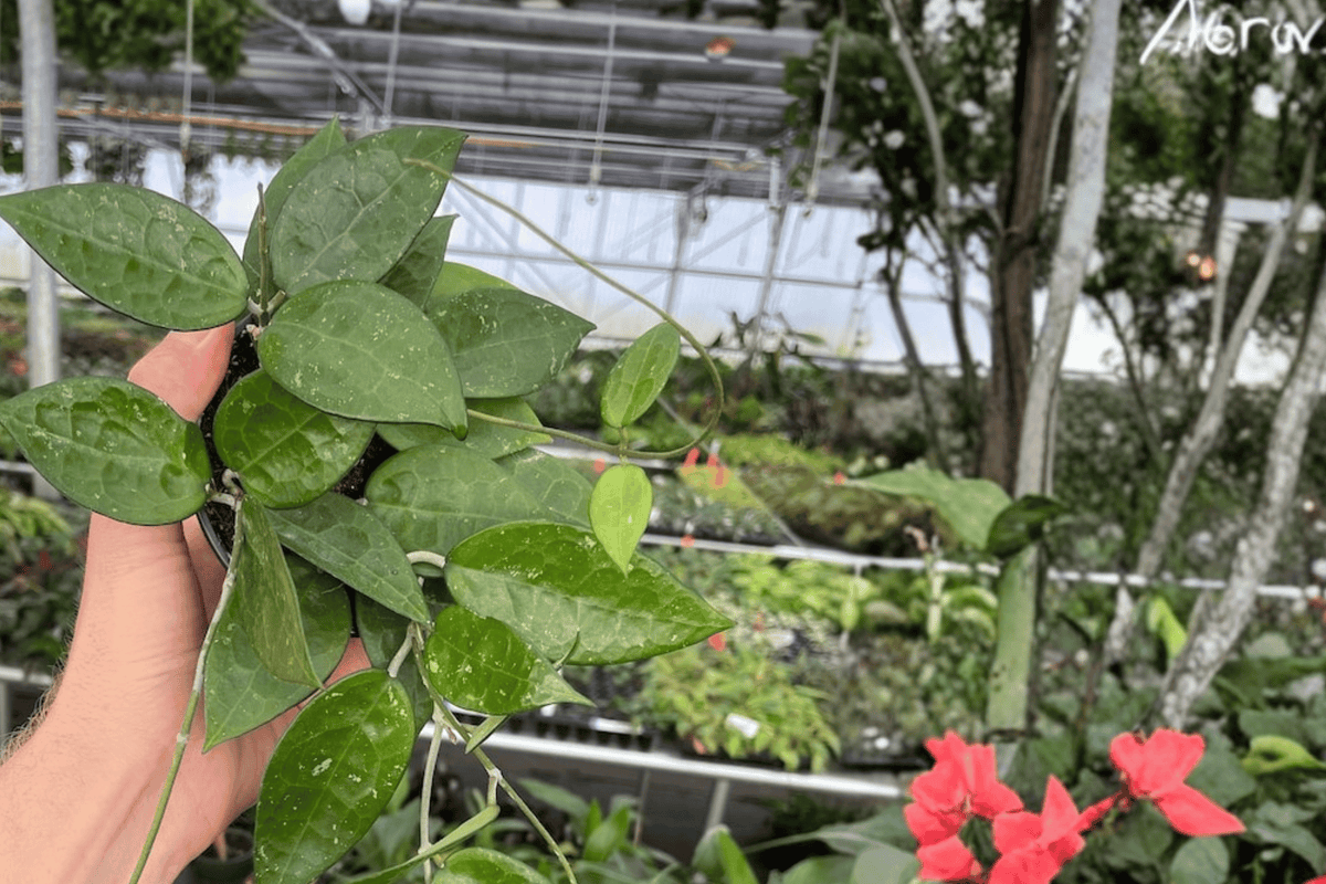 Hoya Black Margin - 2 Live Plants in 4-Inch Pots | Potted Vining Hoya