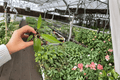 Philodendron Florida Bronze Starter Plants - 2 in Pots (2-Pack)