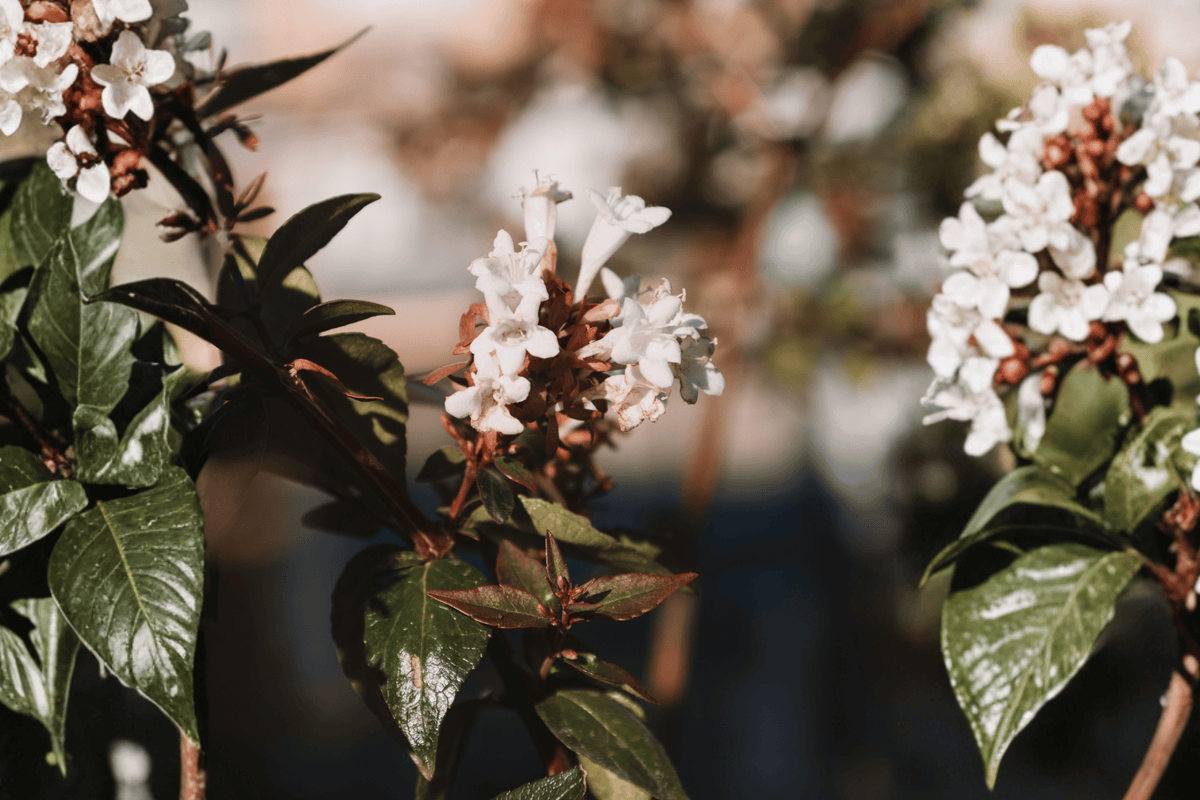 Kaleidoscope Abelia 1 Gallon Live Plant Abelia x grandiflora Kaleidoscope