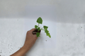 Philodendron Hope Starter Plants (Thaumatophyllum bipinnatifidum) – 2 Live Starter Plants in Soil Pod