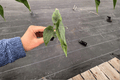 Alocasia Venusta Live Starter Plants - 2 Pack (Bare Root, 2-Inch Nursery Pot)