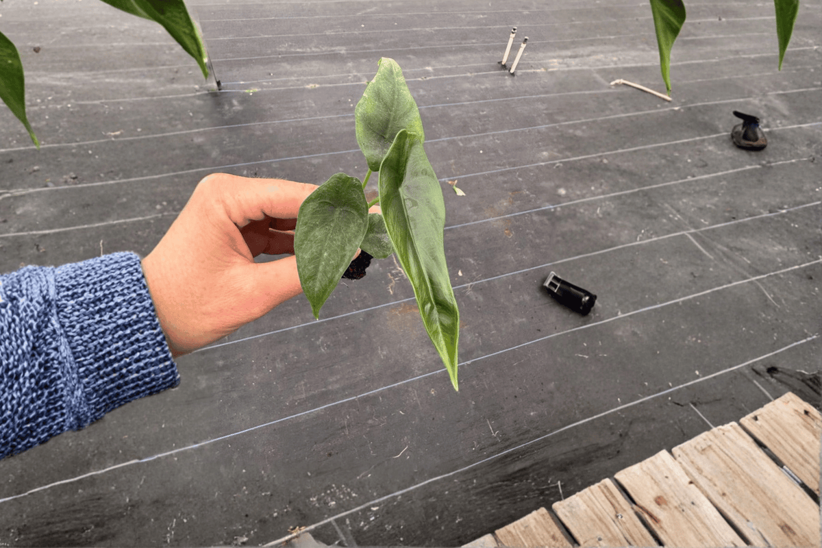 Alocasia Venusta Live Starter Plants - 2 Pack (Bare Root, 2-Inch Nursery Pot)