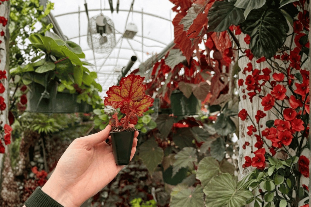 Harmony's Ghost Whisperer Begonia - 2 Live Starter Plants in Soil Pods
