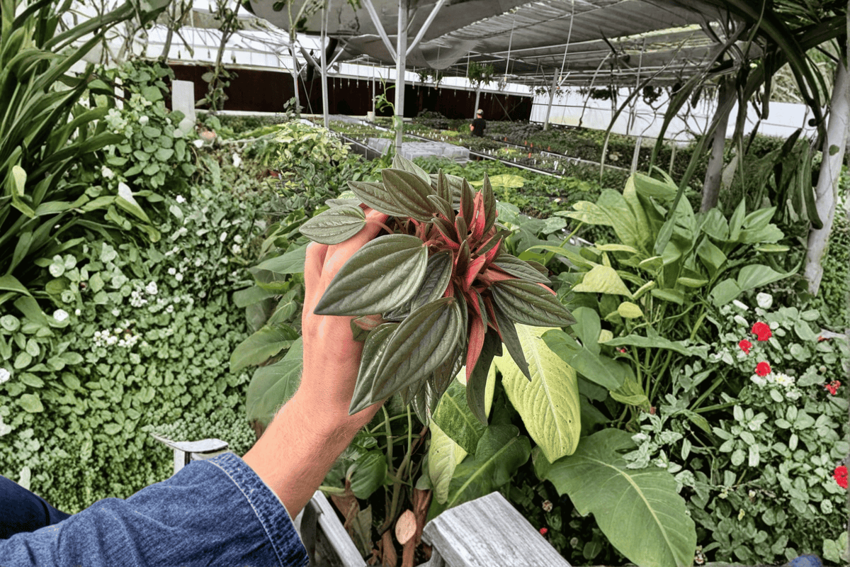 Peperomia Rosso 2 Live Plants - 4-Inch Pots - Peperomia caperata 'Rosso'