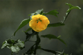Apollo Flowering Maple Abutilon × hybridum ‘Apollo’ - 1 Gallon Live Plant