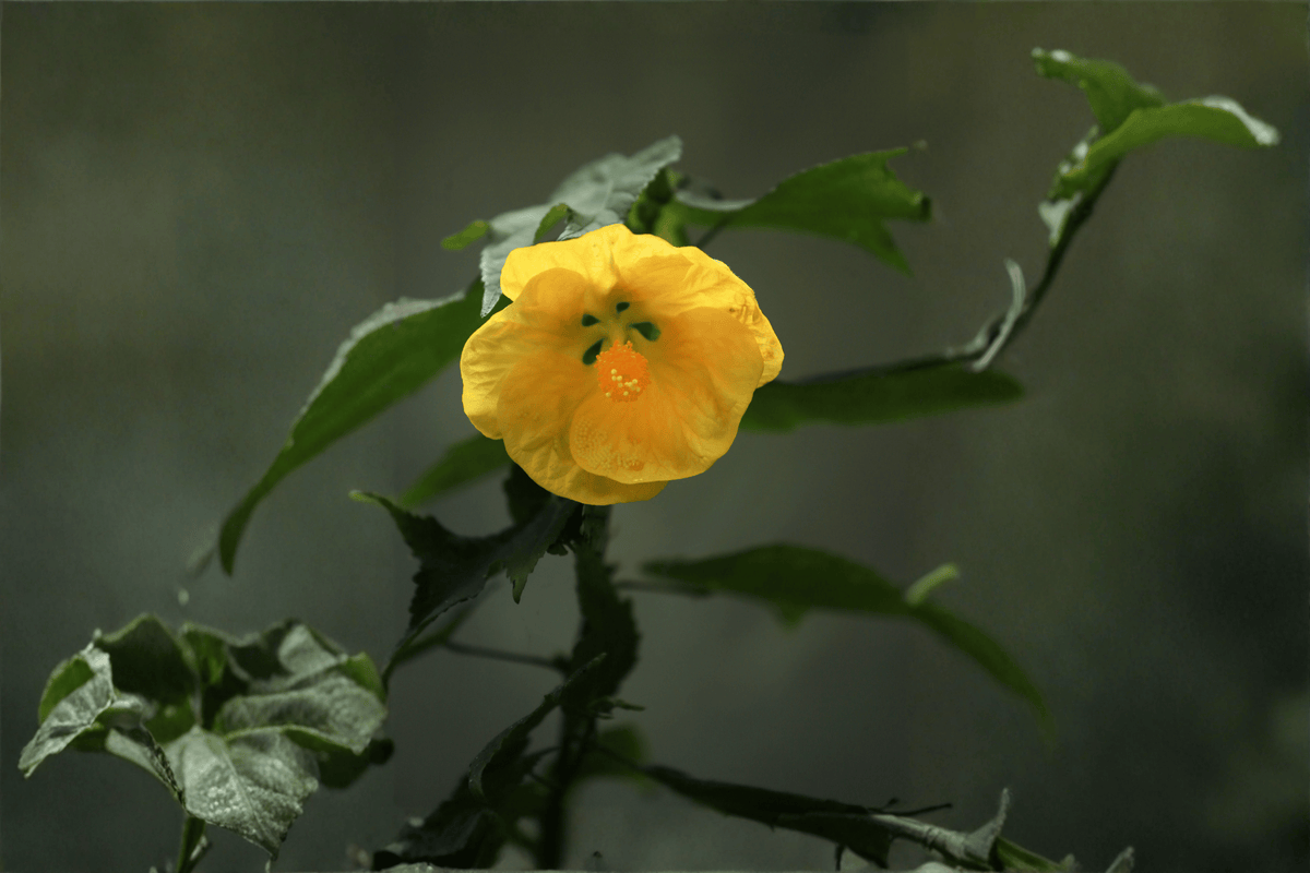 Apollo Flowering Maple Abutilon × hybridum ‘Apollo’ - 1 Gallon Live Plant