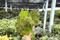 Begonia Oliver Twist - 2 Live Plants in 4-Inch Pots