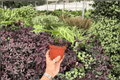Anthurium Silver x Ferrari 2 Live Plants in 4-Inch Pots - Exact Pictured
