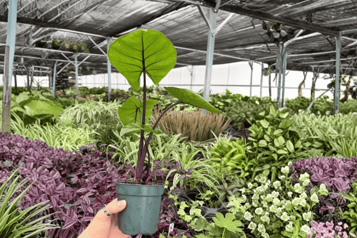 Alocasia Dark Star Live Plants – 2 Exact 4-Inch Pots
