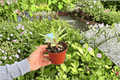 Variegated Crown of Thorns - 2 Live Plants in 4-Inch Pots | Euphorbia milii