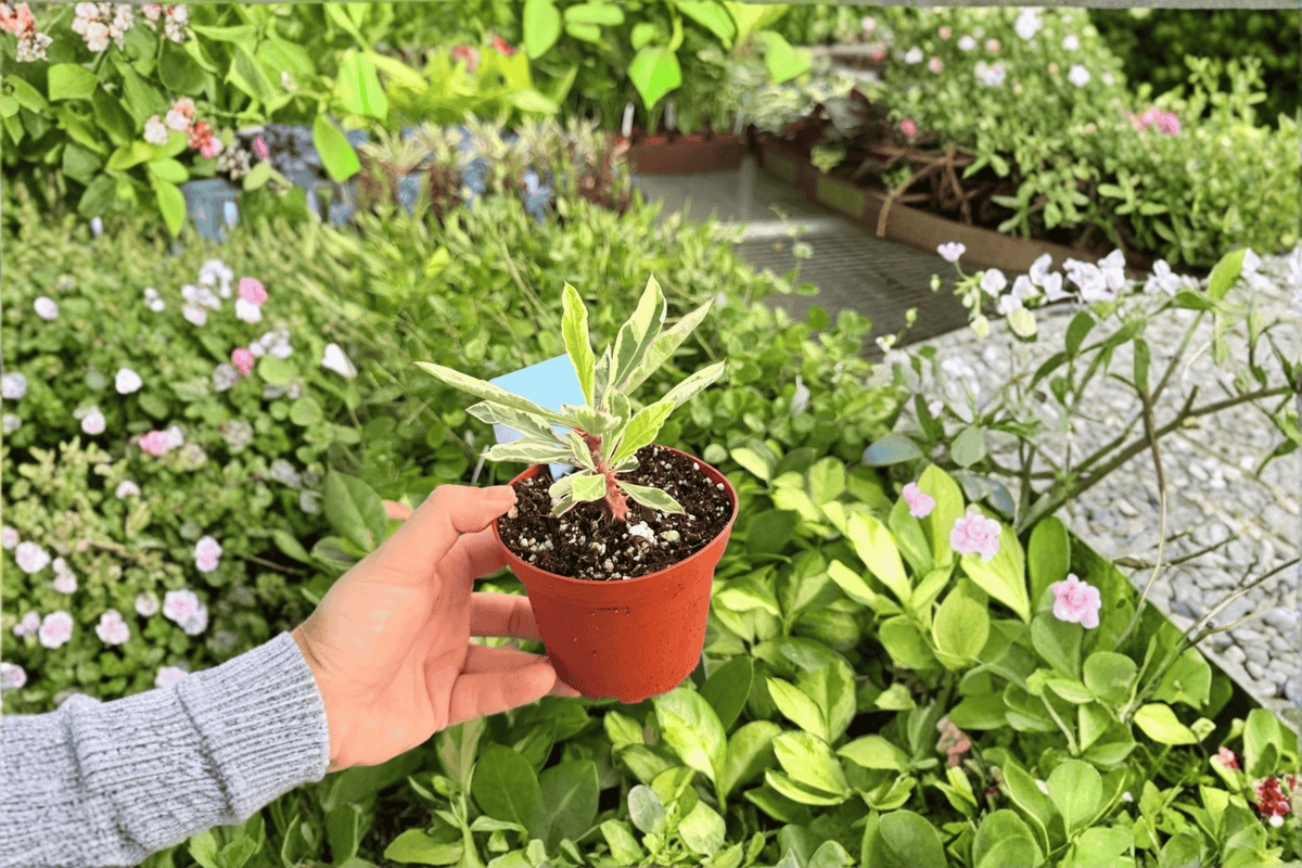 Variegated Crown of Thorns - 2 Live Plants in 4-Inch Pots | Euphorbia milii