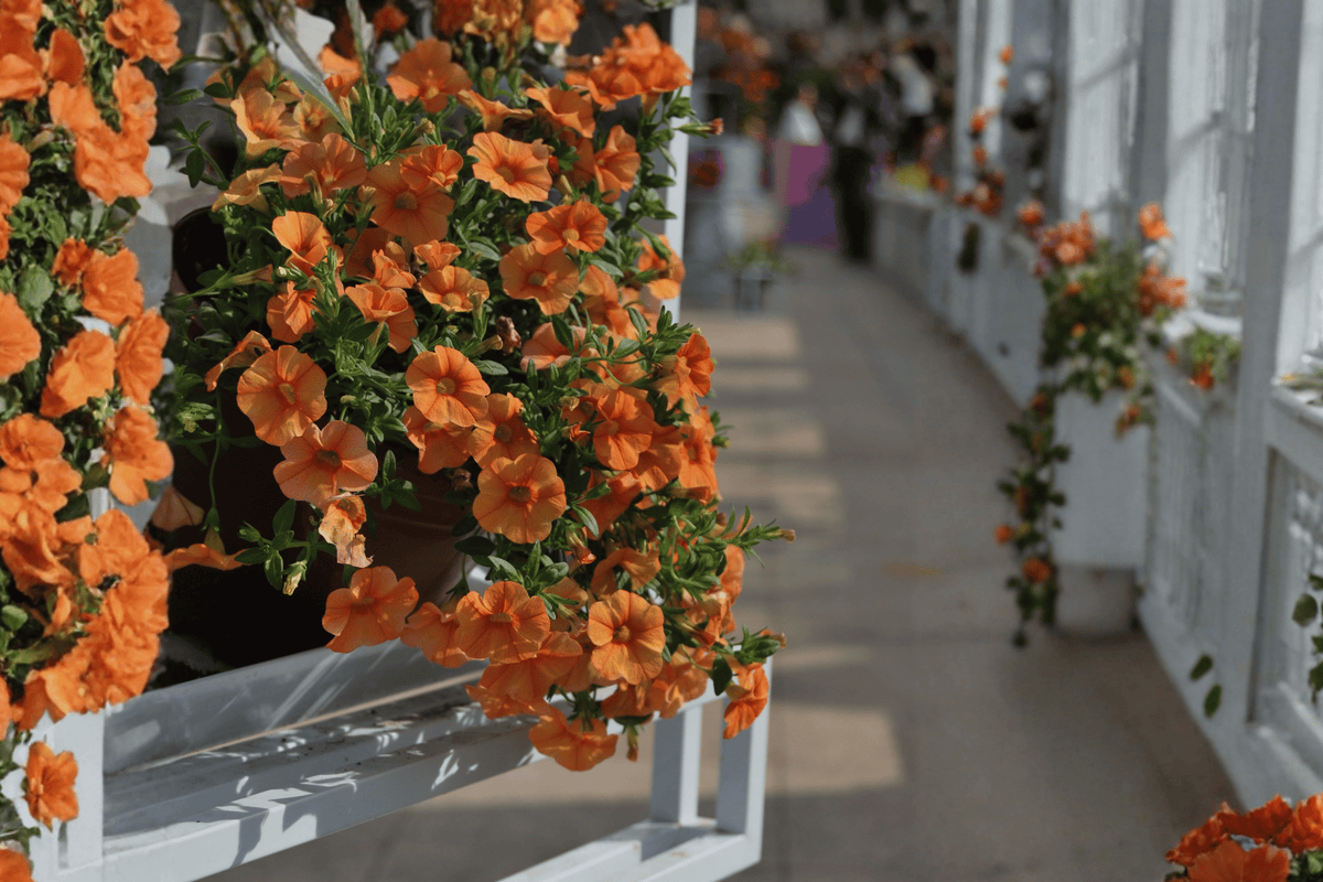 Calibrachoa hybrida Lia Melon Million Bells | 4-Inch Pot Live Plant