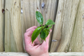 Philodendron Squamiferum Starter Plants – 2 Live Plants, 2-Inch Starter Format