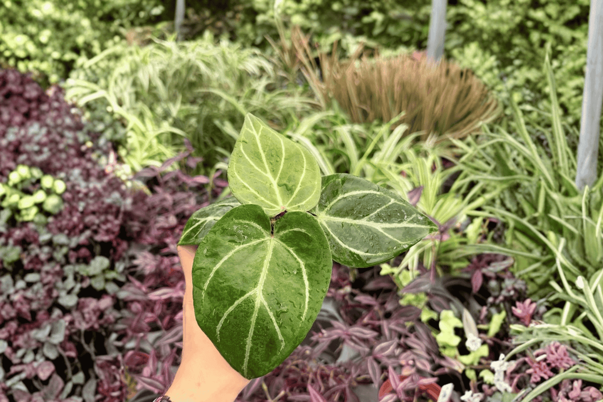 Anthurium Hoffmanii x Red HU – 2 Live Plants in 4-Inch Pots (Exact Plants)
