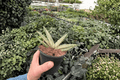 Variegated Sansevieria Boncel Starfish Live Plants – 2, 4-Inch Pots