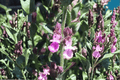 Dwarf Wall Germander Teucrium chamaedrys 'Prostratum' | 1 Live Plant in 4-Inch Pot