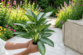 Aglaonema Silver Bay Live Plants – 2-Pack, 6-Inch Pot (Potting Confirmations Pending)