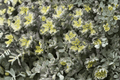 Cape Blanco Stonecrop (Sedum spathulifolium 'Cape Blanco') - 1 Live Plant in 4-Inch Pot