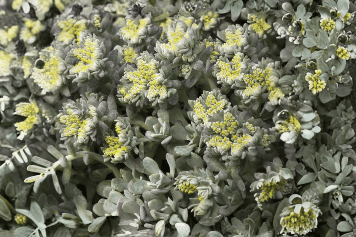 Cape Blanco Stonecrop (Sedum spathulifolium 'Cape Blanco') - 1 Live Plant in 4-Inch Pot