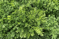 Treneague Non-Flowering Chamomile (Chamaemelum nobile) 1 Live Plant in 4-Inch Pot