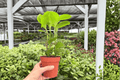 Peperomia Lemon Lime - 2 Live Plants in 4-Inch Pots (Peperomia Lemon Lime)