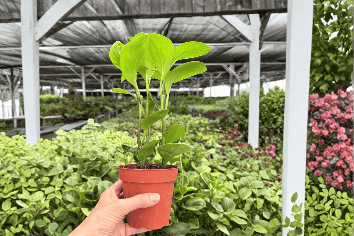 Peperomia Lemon Lime - 2 Live Plants in 4-Inch Pots (Peperomia Lemon Lime)