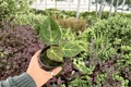 Anthurium Papi Red Sinus x K.O.S. - 2 Live 4-Inch Exact Plants (Bare Root) - Indoor Tropical Hybrid