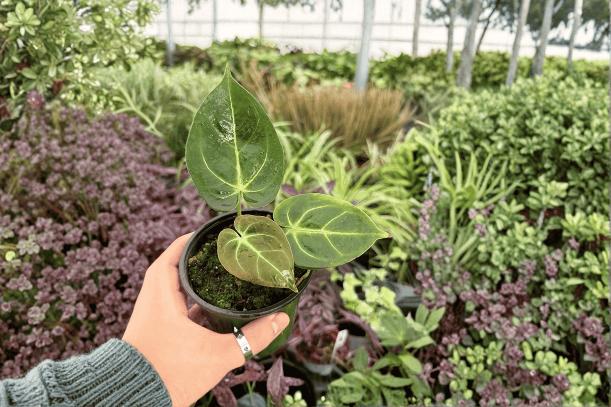 Anthurium Papi Red Sinus x K.O.S. - 2 Live 4-Inch Exact Plants (Bare Root) - Indoor Tropical Hybrid