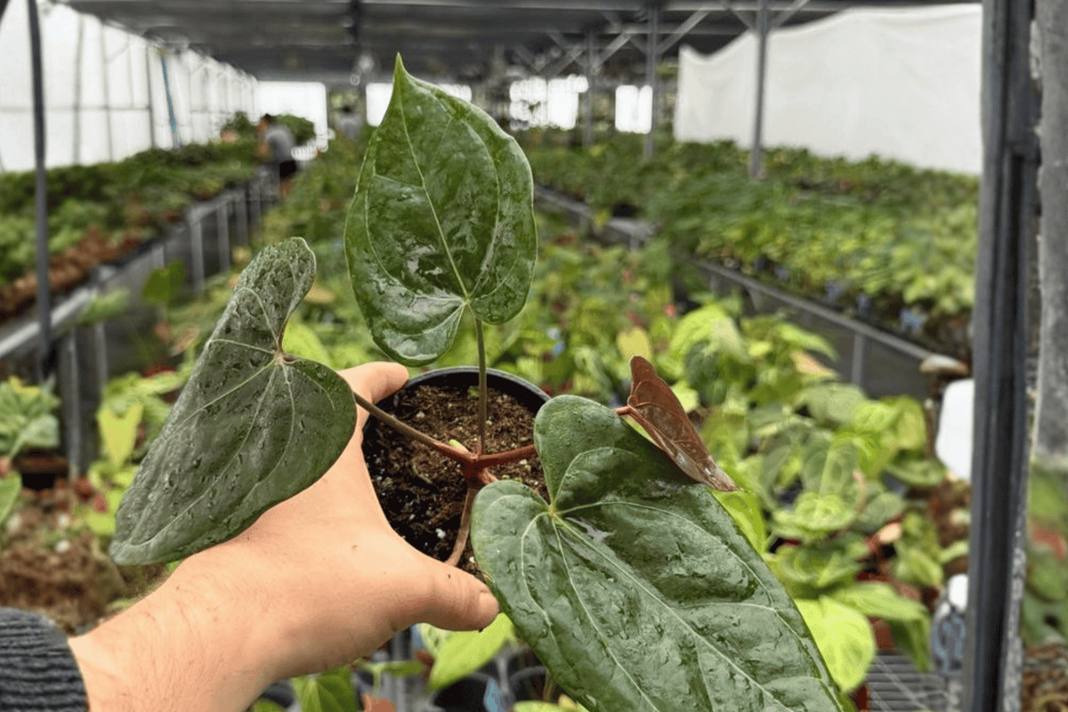Anthurium Black Sweet × Dresslerii - 2 Bare-Root Live Plants, 4-Inch Pot Size
