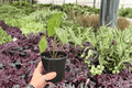 Alocasia Corazon - 2 Live Plants in 4-Inch Pots (Potted) | Exact Plants