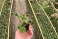 Begonia Unique Starter Plants — 2 Bare Root Begonia Unique Live Plants