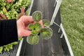 Sargeant Pepper African Violet Starter Plants (Streptocarpus ionanthus) - 2 Live 2-Inch Pots